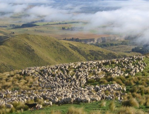 Waitaki Valley & Kurow